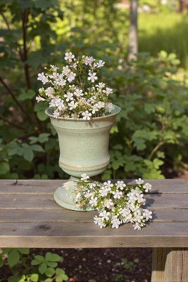 Baby Aster 14in