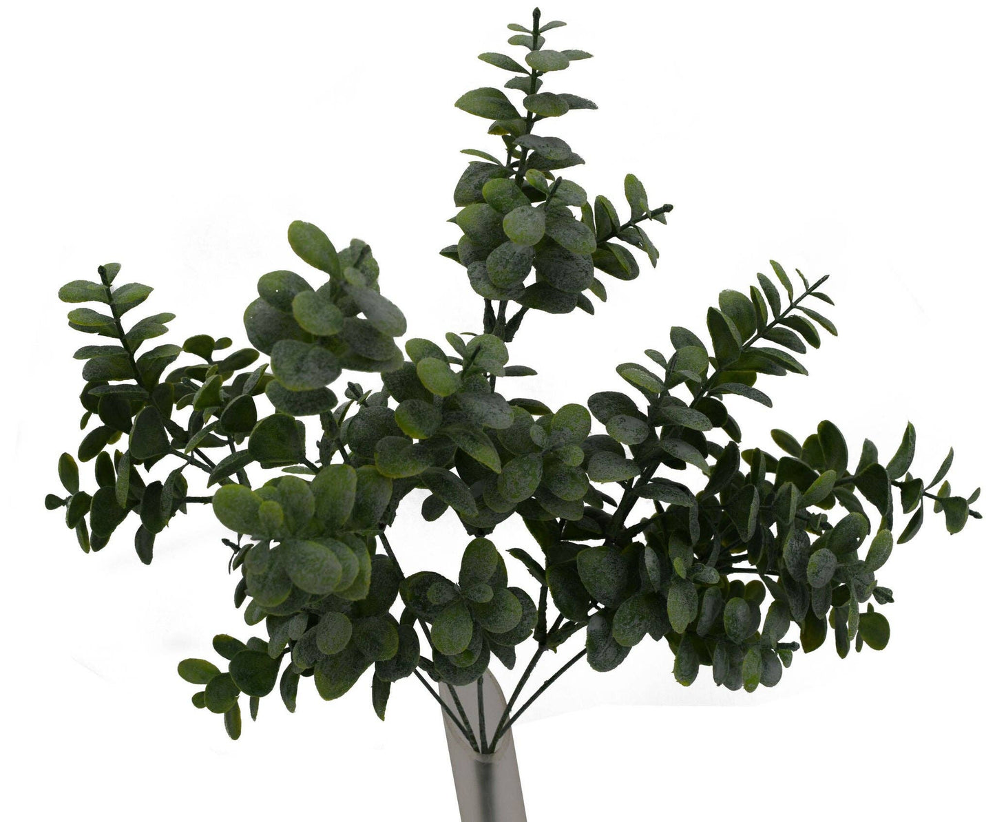 Round Eucalyptus Bush, Green