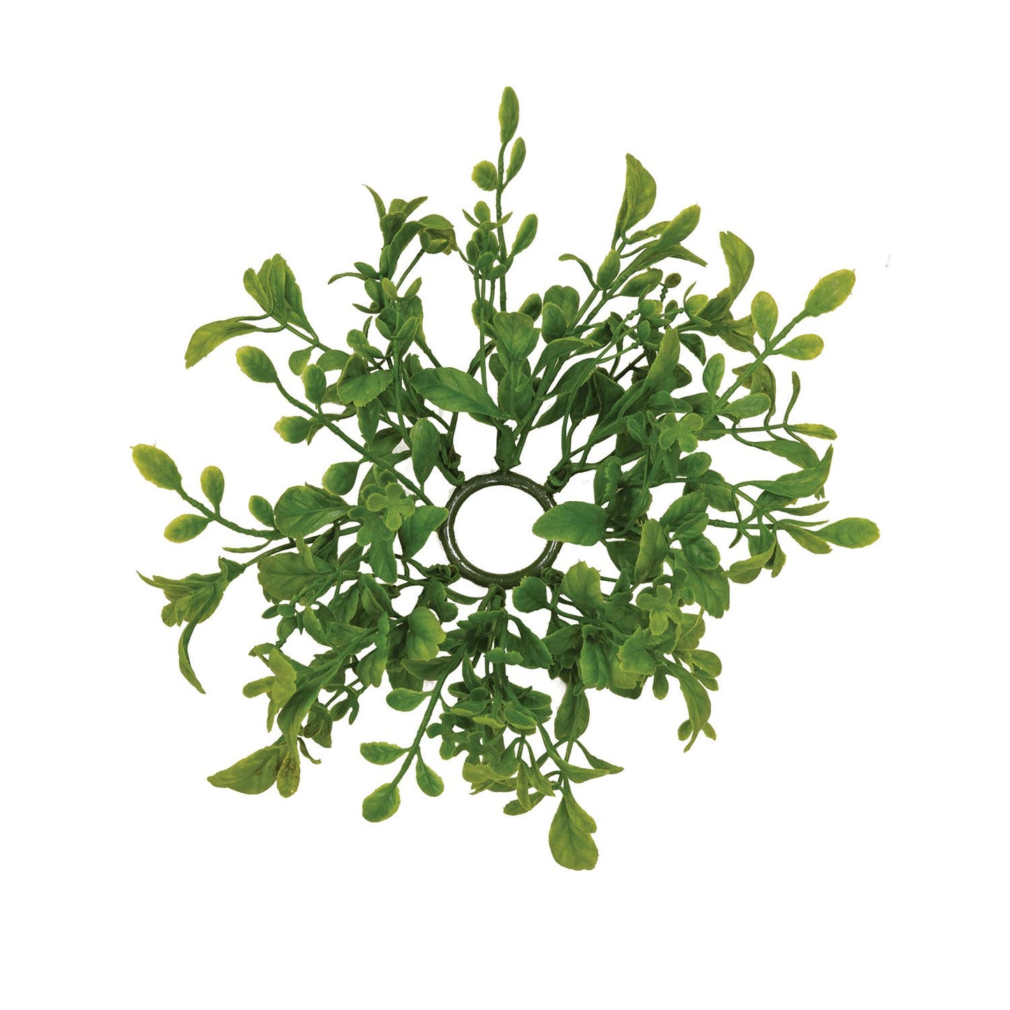 Fresh Sprouted English Boxwood Candle Ring - 1"