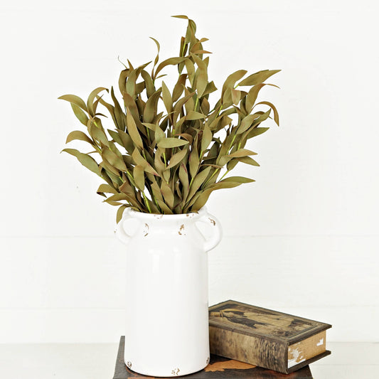 550239-21" Bush-Sage Herb Leaves
