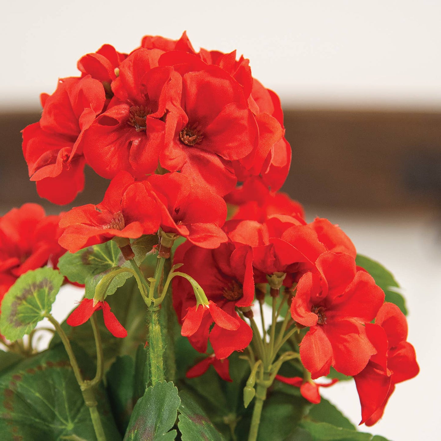 Mini Red Geranium Bush - 12.5"