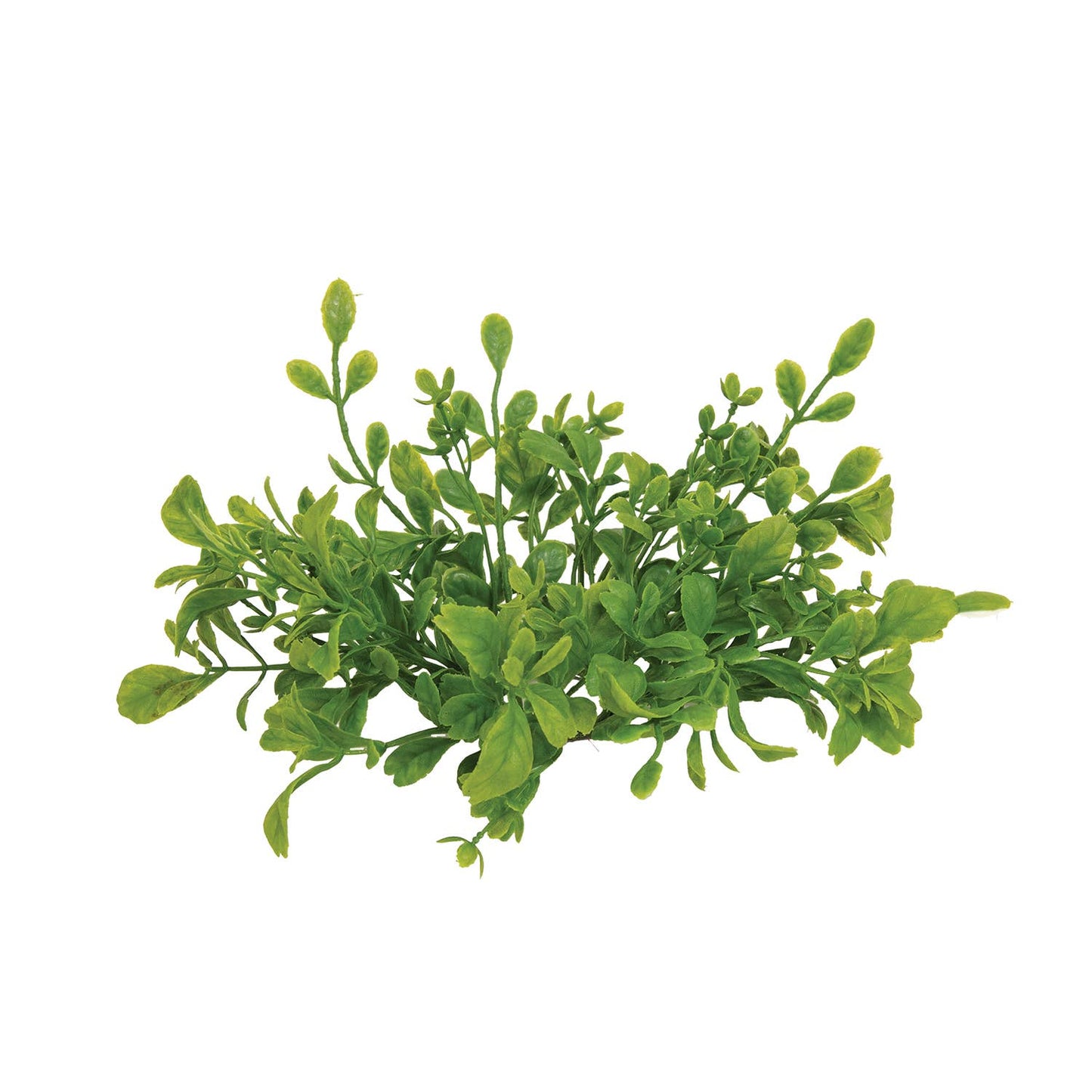 Fresh Sprouted English Boxwood Candle Ring - 1"